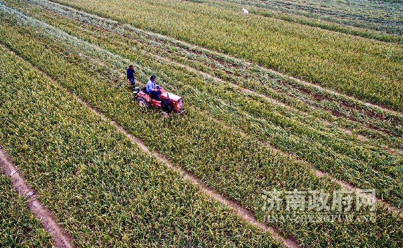 商河县白桥镇7万亩大蒜喜获丰收