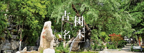 古树名木