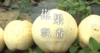 花果飘香